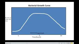 Bacterial growth