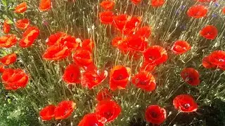 My favorite flowers. Мои любимые цветы