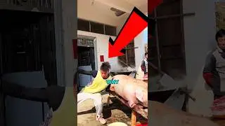 Chinese Giannis Posts Up Against 1000 Pound Pig