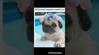 Pug - One of the most popular Dog Breed in the World #shorts