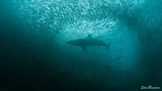 The Ultimate Ocean Adventure &ndash; South Africa&rsquo;s Sardine Run!