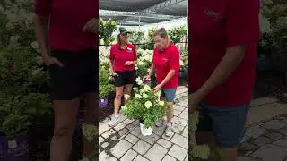 🌿 Bobo Hydrangeas with Sharon & Carol 🌿