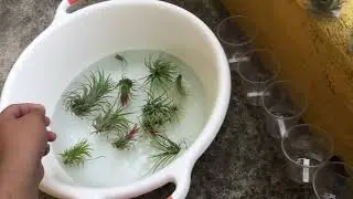HOW TO WATER AIR PLANTS (TILLANDSIA)