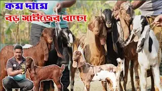 বড় বড় সাইজের তোতাপুরি হরিয়ানা বিটল বাচ্চা ছাগলের দর-দাম জানুন জাহিদ ভাই এর বানিজ্যিক খামার নাটোর 