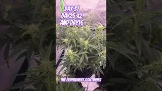 4 different methods #autoflowergrow #cannabiscommunity #spiderfarmerled #beginnergrower