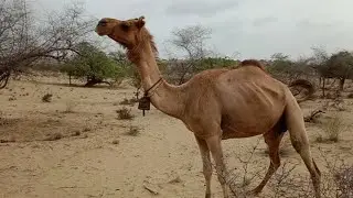 Female Camel Ready for Meeting / Camel Jump / Camel by Camel / Camel of Thar