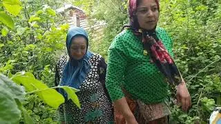 TEK BAŞIMA ODUN TOPLANMAYA GELDİM ORMANA