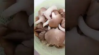 #mushroom #fresh #tasty #quicksoup #healthyfood #lunchrecipe #viral #short #asmr