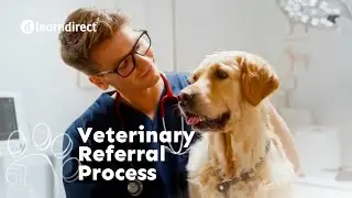 How Does the Veterinary Referral Process Work? | Small Animal Hydrotherapy | learndirect