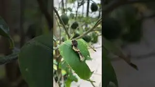 Western giant swallowtail caterpillar