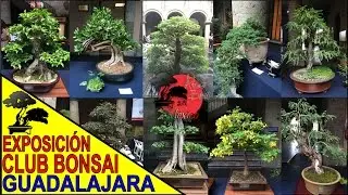 Exposición CLUB BONSAI GUADALAJARA 2015 | ¡BONSAI en MÉXICO!