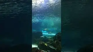Ripley's Aquarium #Ripleys#Aquarium#Canada#Largest#Fun#Love#Fish#Ontario#Indoor#Activity#Animal
