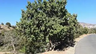 Juniper forest 