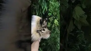 Therian Mask/Lynx Mask (Brown Lynx)