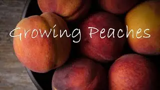 Growing Peaches