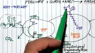 PDH Multienzyme Complex