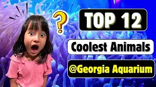 Top 12 Must-See Animals at Georgia Aquarium | Fun Facts for Kids & Families