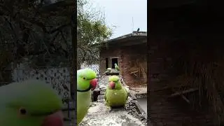 Nature Lover Must Watch 💚#shorts#birdvideo#naturelove#peaceful#ytshorts
