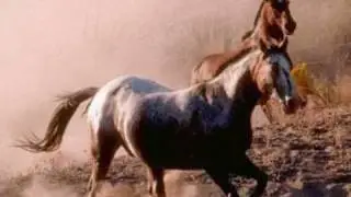 Cavalli