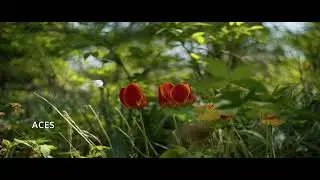 Davinci Wide vs ACES for Sigma FP raw DNG grading (Lomo OKC Spherical footage) LOMO OKS