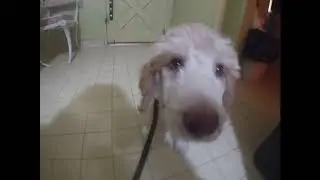 Oodles the French Poodle Celebrates NATIONAL FRENCH TOAST DAY at Burger King