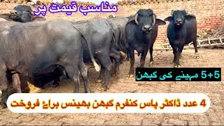 4 عدد باکھڑی ڈاکٹر پاس گبھن بھینسیں براۓ فروخت 03427770977 [ Nili Ravi Buffalo ]23 December 2025