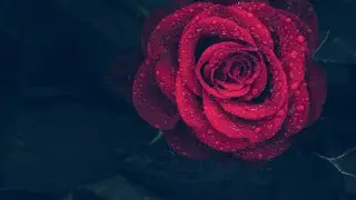 Красивая музыка для крепкого сна 😴🎵 капли дождя 🌧️☔#релаксдлясна #звукдождя #красиваямузыка #длясна