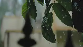 Rain Sounds - Serene Rains, Soothing Meditation, Relaxing Rainstorm - The Ultimate Rain Symphony
