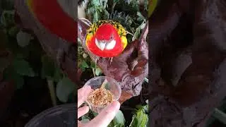 Chatting with a bird in Aviarius Costa Maya (Mexico)