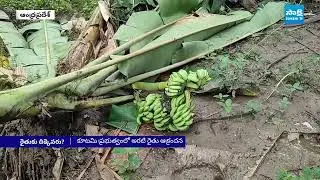 అరటి రైతు ఆక్రందన: Banana Farmers fires On Chandrababu Govt | AP Banana Farmers | @SakshiTV