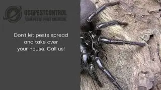 OCG Pest Control Funnel Web Spider Sydney