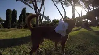 Chanel cane al matrimonio con Wedding DOg Sitter a Roma