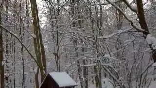 Белка в лесу