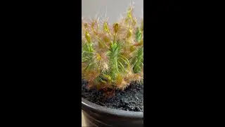 MY MORE SUCCESSFUL DROSERA SCORPIODES