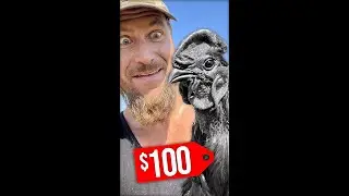 Our Top 5 Most Expensive Chicken Breeds 🐓