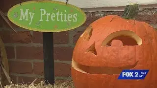 Pumpkin glow underway in Historic St. Charles