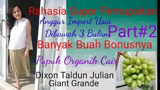 CARA BUAT PUPUK ORGANIK CAIR POC, Rahasia Super Pemupukan Anggur Import, 3 Bulan Bonus Buah Banyak.