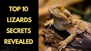 10 Lizards That Are Masters of Camouflage | #LizardLovers