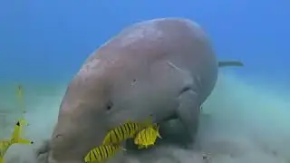 What Is The Difference Between A West Indian Manatee And A Dugong?