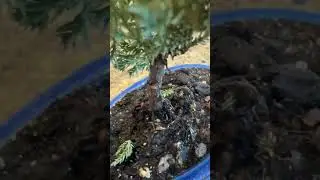 Drood o salaam&hearts;️❤️ America#minnesota #world smallest tree#Bonsai Tree#Miniature tree#Tray  planting🎄