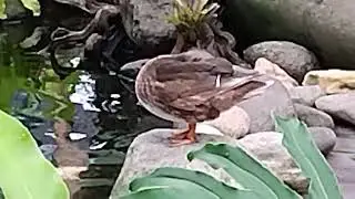 Bebek Mandarin