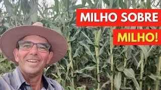 Rotação de Cultura: Quantas Vezes Plantar Milho no MESMO TERRENO? Sem Prejudicar a Produção.