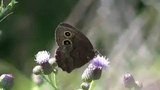 Common Wood Nymph Butterfly 1