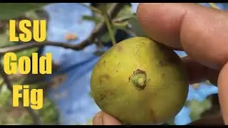 LSU Gold Fig. Fig Tasting