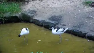 Flugtiere