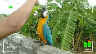 How to Tame and Care for Your Parrot 🦜 | Beginner Guide to Building Trust & Bonding