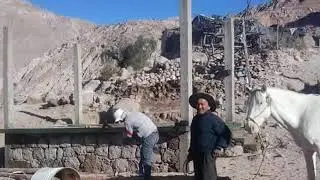 Los Gatos de chuquibamba