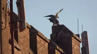 2 Crows in love and 2 Rare Peregrine Falcons Mating