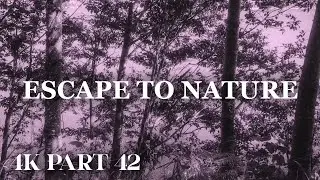 4K Cinematic Nature Escape | Relaxing Coldwater Lake & Forest Ambience &ndash; Ep 42