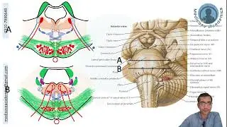 Pons Cross Sectional Anatomy